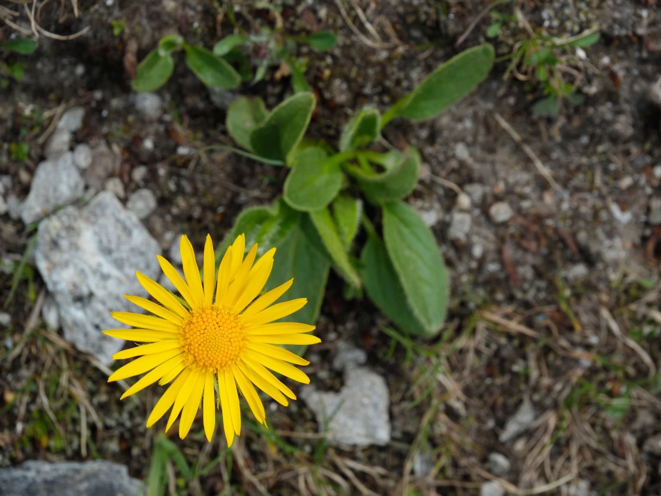 پَلَنگ‌کُش یا دُرونَج (به انگلیسی: Doronicum) گیاهی است از خانواده گل‌ستاره‌ای‌ها (به انگلیسی: Asteraceae).مجموعه تولیدی سیدوس تولید کننده گلدان پلاستیکی سیدوس