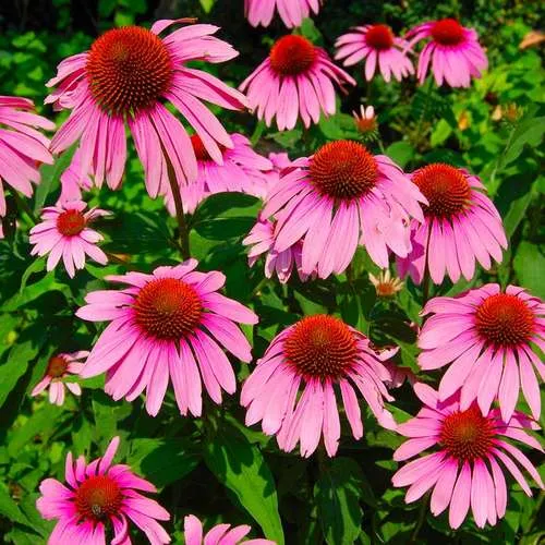 گل سرخارگل (Coneflower)نام علمی: (Echinacea)