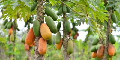 درخت آکا,درخت فیجوآacca-
sellowianamyrtaceae
Acca Sellowiana
مجموعه تولیدی سیدوس تولید کننده گلدان پلاستیکی سیدوس