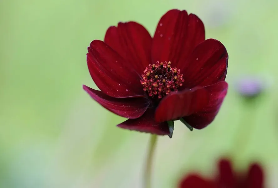 گل کیهانCosmos sulphureus ، مجموعه تولیدی سیدوس تولید کننده گلدان پلاستیکی سیدوس