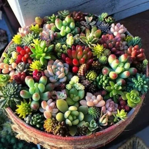 OLYMPUS DIGITAL گل سدوم (گل دم الاغی، گل یخی)SEDUM RUBROTINCTUM CAMERAگلدان پلاستیکی سیدوس multiceps