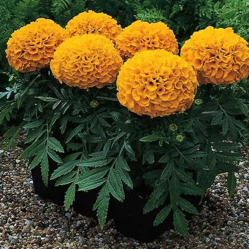 نام  فارسی:گل جعفری
خاستگاه:	مکزیک و آمریکای جنوبی
نام انگلیسی:	
marigold

<p>نام علمی:	Tagetes<br />
خانواده:	Asteraceae / Compositae آفتابگردانان<br />
مجموعه تولیدی گلدان پلاستیکی سیدوس