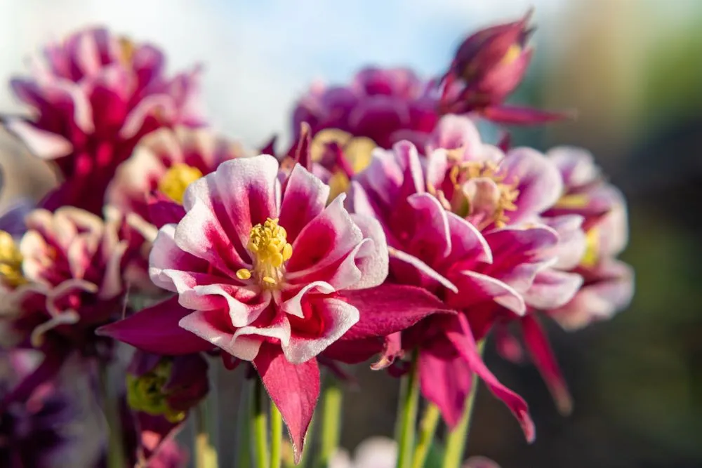 گل تاج الملوکAquilegia vulgaris Nora Barlow مجموعه تولیدی سیدوس ,تولید کننده گلدان پلاستیکی سیدوس وشیلنگ آب وشیلنگ گاز وشیلنگ کولری ومحصولات پلاسکویی مانند چاقو تیز کن پوست کن,َ