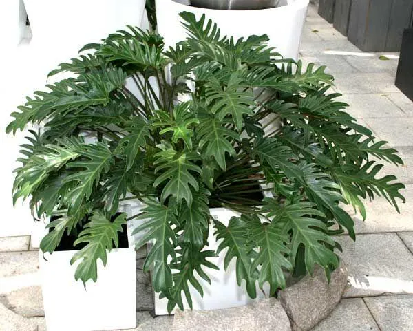 گیاهان آپارتمانی سریع الرشدFast growing houseplants مجموعه تولیدی سیدوس ,تولید کننده گلدان پلاستیکی ,اعم از گلدان استوانه ای پلاستیکی و گلدان پلاستیکی الماسی و...