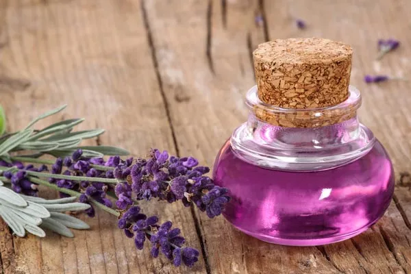 گیاه پنج انگشت یک گونه از سرده پنج انگشت است.  نام علمی: Vitex agnus-castus رده بندی بالاتر :ویتکس تیره : شاه پسند گونه: V. agnus-castus مجموعه تولیدی گلدان پلاستیکی سیدوسPotentilla,Verbenacea
e,Vitex agnus-castus
