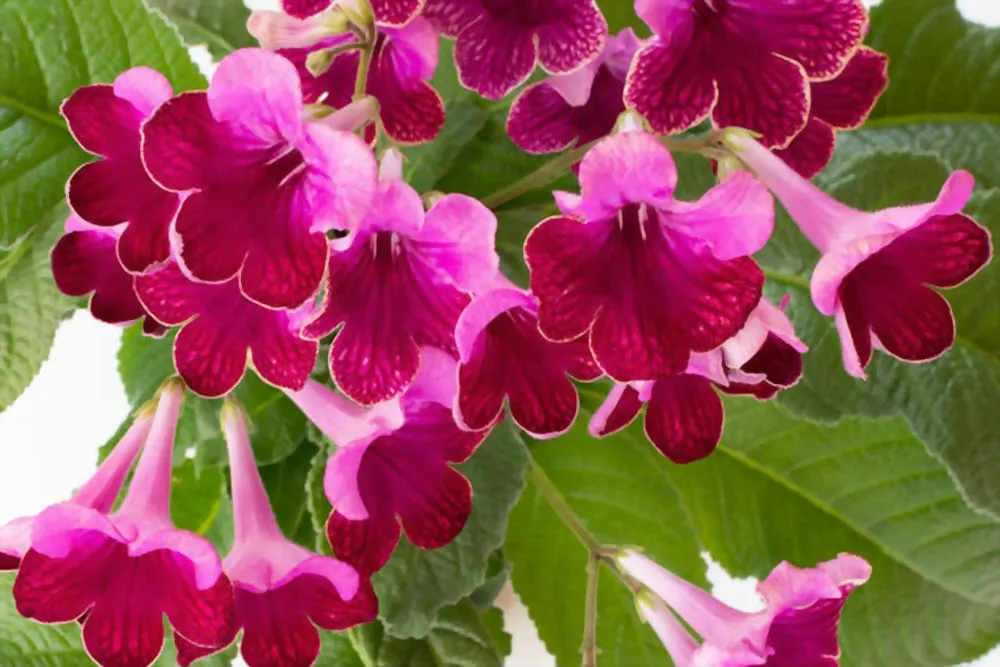 گل استرپتوکارپوس,اسم علمی این گیاه Streptocarpus ، از خانواده Gesneriaceae می باشد. مجموعه تولیدی سیدوس ,تولید کننده گلدان پلاستیکی سیدوس