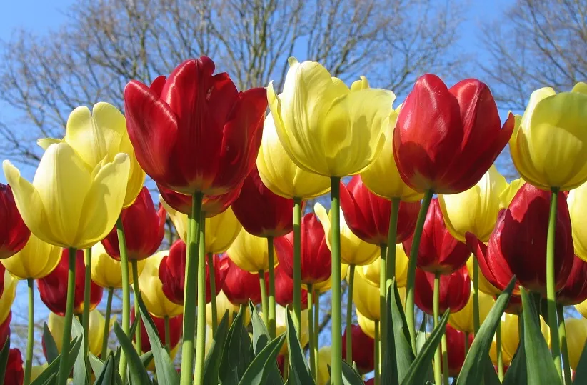 گل های بهاری مناسب نوروز Spring flowers suitable for Nowruz (10 flowers) مجموعه تولیدی سیدوس , تولید کننده گلدان پلاستیکی سیدوس