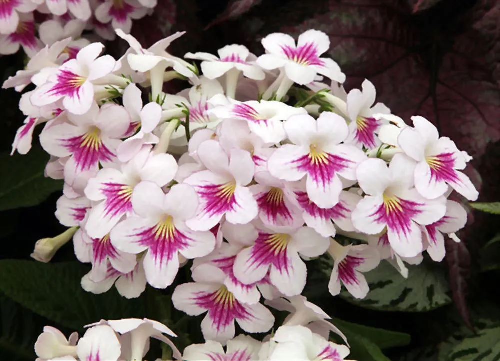 گل استرپتوکارپوس,اسم علمی این گیاه Streptocarpus ، از خانواده Gesneriaceae می باشد. مجموعه تولیدی سیدوس ,تولید کننده گلدان پلاستیکی سیدوس
