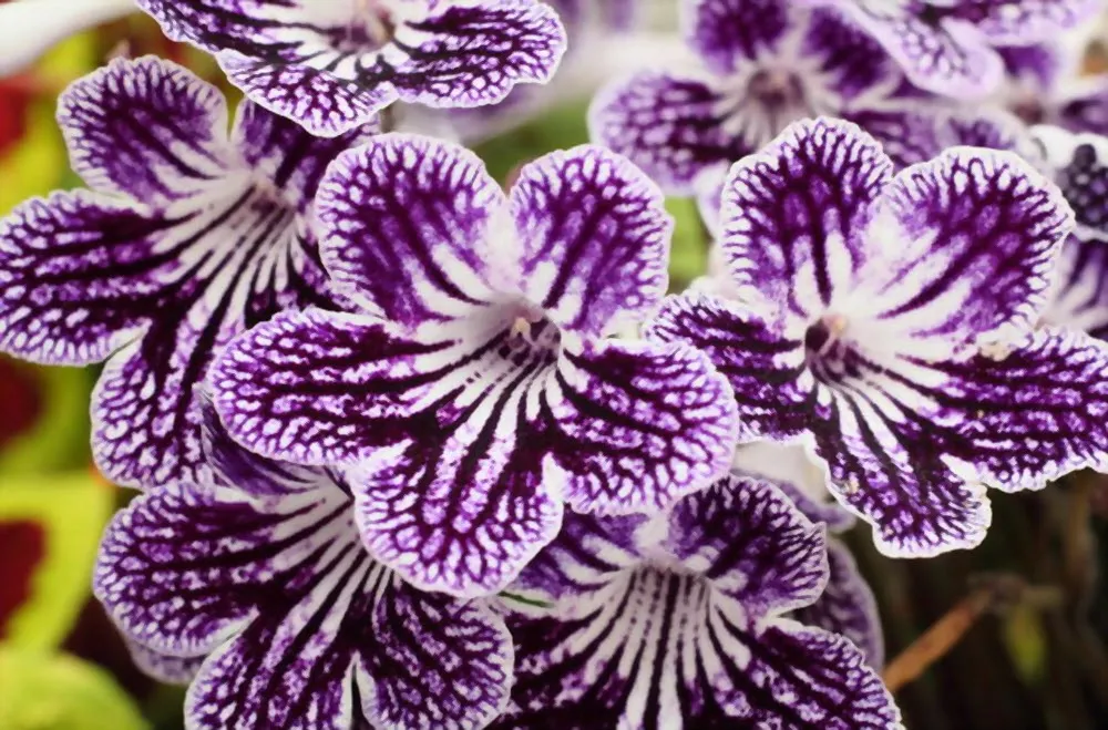 گل استرپتوکارپوس,اسم علمی این گیاه Streptocarpus ، از خانواده Gesneriaceae می باشد. مجموعه تولیدی سیدوس ,تولید کننده گلدان پلاستیکی سیدوس