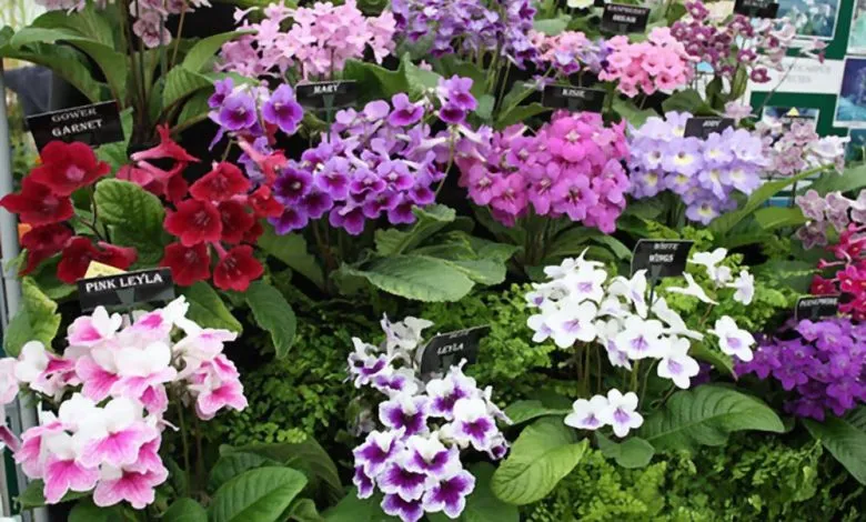 گل استرپتوکارپوس,اسم علمی این گیاه Streptocarpus ، از خانواده Gesneriaceae می باشد. مجموعه تولیدی سیدوس ,تولید کننده گلدان پلاستیکی سیدوس