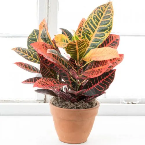 گیاه آپارتمانی مناسب مناطق گرمسیریHouseplant suitable for tropical areas مجموعه تولیدی سیدوس ,تولید کننده گلدان پلاستیکی سیدوس ,بیش از 120نوع, اعم از گلدان استوانه ای پلاستیکی سیدوس,گلدان الماسی پلاستیکی سیدوس,گلدان مربعی پلاستیکی,گلدان مثلثی پلاستیکی,گلدان گرد پلاستیکی ,باکس مستطیلی,در اندازه های کاکتوسی تا درختچه ای