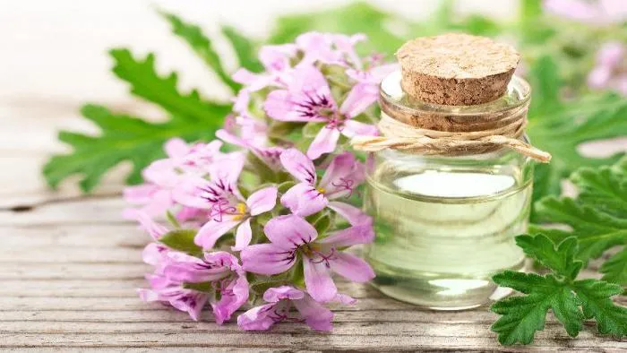 گل ژرانیوم,نام علمی: Geranium maderenseرده‌‌بندی بالاتر: شمعدانیان راسته: شمعدانی‌سانان خانواده: Geraniaceae مجموعه تولیدی گلدان پلاستیکی سیدوس