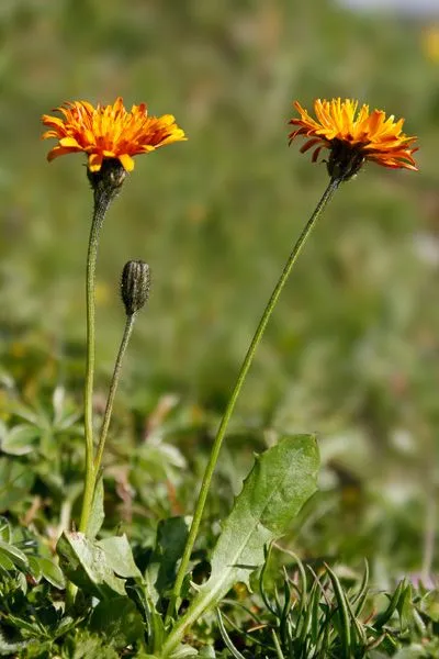 گل ریش قوش طلایی,Crepis aurea,Asteraceae
گل ریش شاهین با ظاهری شبیه قاصدک
مجموعه تولیدی سیدوس ,تولید کننده گلدان پلاستیکی سیدوس