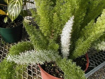 گل شویدی با نام علمی  Asparagus densiflorus متعلق به خانواده ی Asparagaceae می باشد. مجموعه تولیدی سیدوس,تولید کننده گلدان پلاستیکی سیدوس