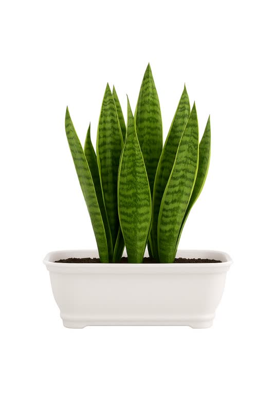 نگهداری از سانسوریا sansevieria-care-sidoos-alino