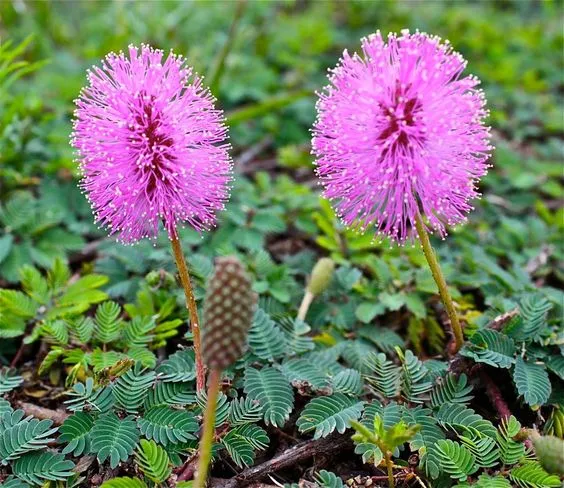 گیاه سان شاین میموسا (Sunshine Mimosa)نام علمی: (Mimosa strigillosa)