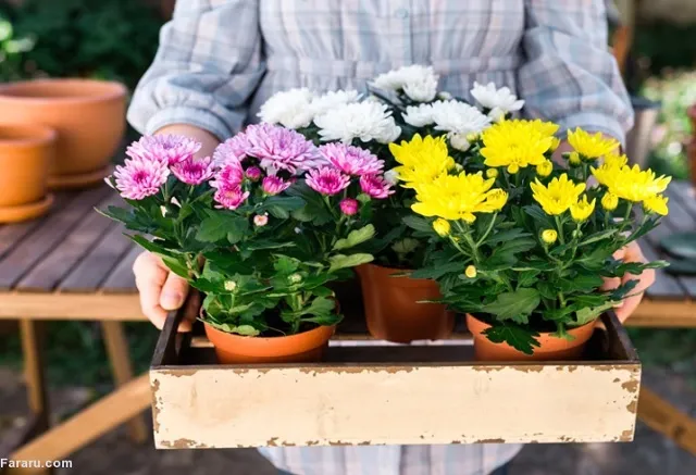 گیاهان آپارتمانی مناسب برای افراد آلرژیکHouseplants suitable for allergy sufferers
مجموعه تولیدی سیدوس ,تولید کننده گلدان پلاستیکی سیدوس ,بیش از 120نوع, اعم از گلدان استوانه ای پلاستیکی سیدوس,گلدان الماسی پلاستیکی سیدوس,گلدان مربعی پلاستیکی,گلدان مثلثی پلاستیکی,گلدان گرد پلاستیکی ,باکس مستطیلی,در اندازه های کاکتوسی تا درختچه ای