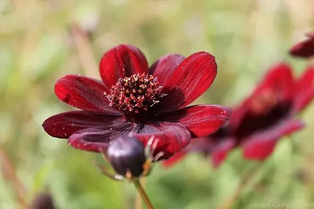 گل کیهانCosmos sulphureus ، مجموعه تولیدی سیدوس تولید کننده گلدان پلاستیکی سیدوس
