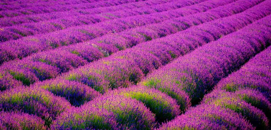 گیاه رزماری یا رومارَن یا اِکلیل کوهی و رز مریم Salvia rosmarinus تا سال ۲۰۱۷، با نام علمی Rosmarinus officinalis گلدان پلاستیکی Plastic pot, plastic vase مجموعه تولیدی سیدوس ,تولید کننده گلدان پلاستیکی سیدوس ,بیش از 120نوع, اعم از گلدان استوانه ای پلاستیکی سیدوس,گلدان الماسی پلاستیکی سیدوس,گلدان مربعی پلاستیکی,گلدان مثلثی پلاستیکی,گلدان گرد پلاستیکی ,باکس مستطیلی,در اندازه های کاکتوسی تا درختچه ای
