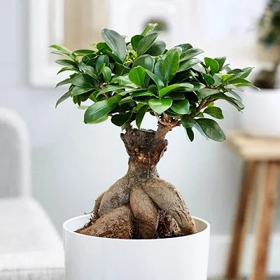 درختچه های آپارتمانی در گلدان پلاستیکی سیدوسApartment shrubs in plastic pots Sidoos
مجموعه تولیدی سیدوس ,تولید کننده گلدان پلاستیکی سیدوس ,بیش از 120نوع, اعم از گلدان استوانه ای پلاستیکی سیدوس,گلدان الماسی پلاستیکی سیدوس,گلدان مربعی پلاستیکی,گلدان مثلثی پلاستیکی,گلدان گرد پلاستیکی ,باکس مستطیلی,در اندازه های کاکتوسی تا درختچه ای