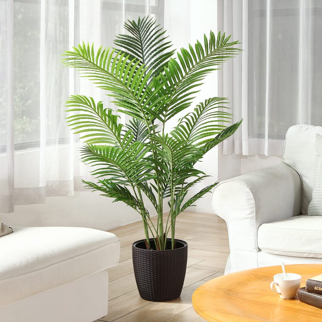 Areca اریکا