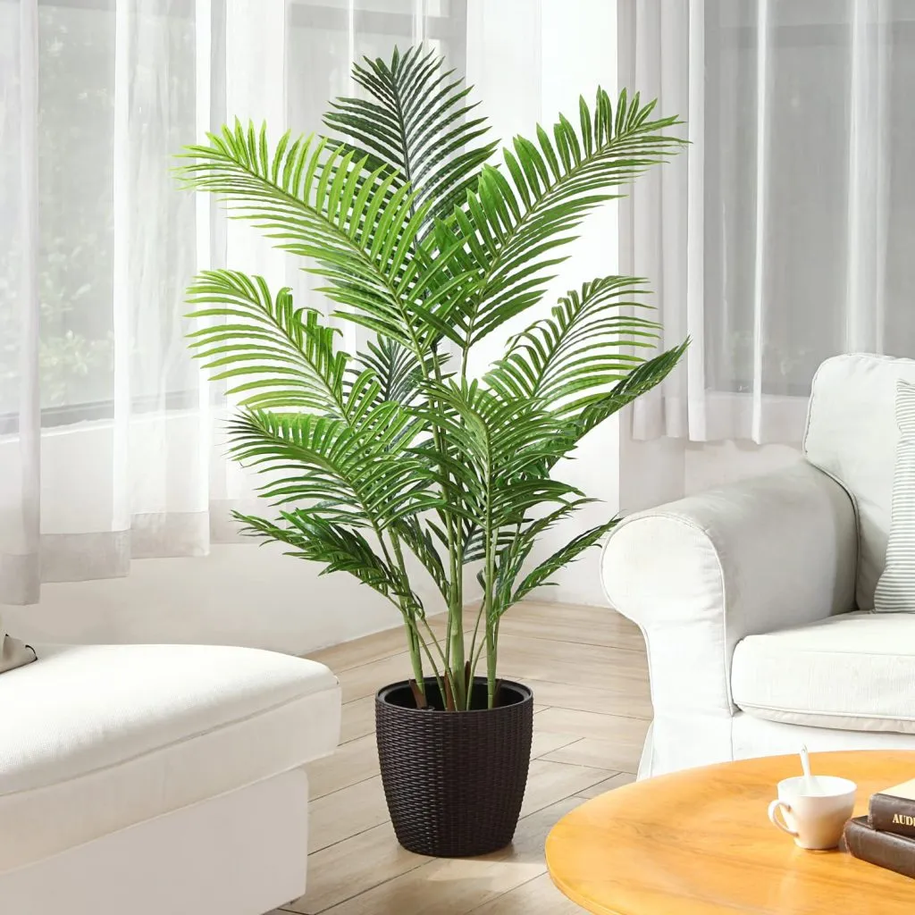 Areca اریکا