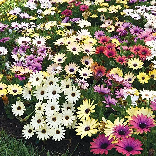 Osteospermum plantگیاه استئوسپرموم