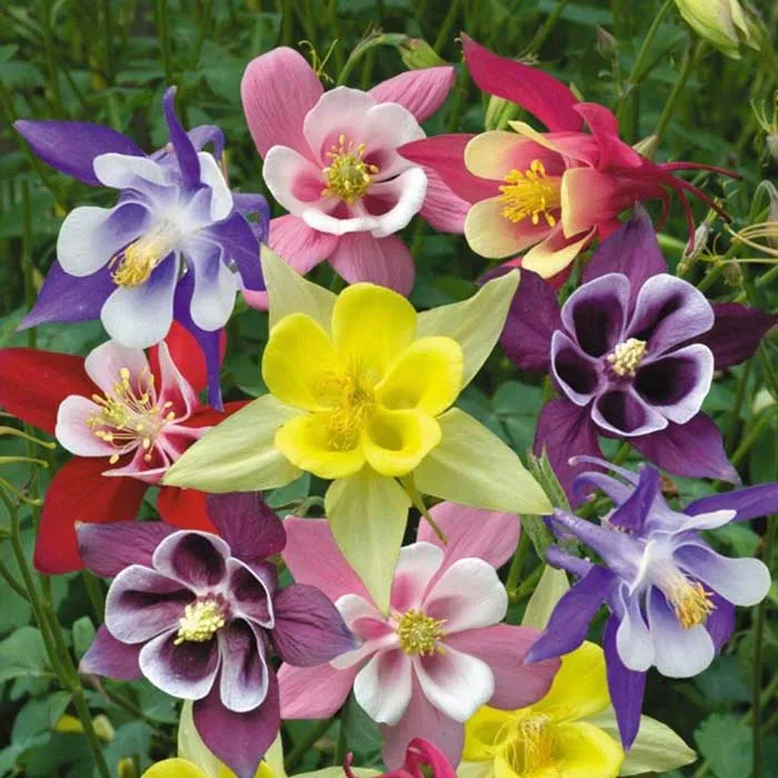 گل تاج الملوکAquilegia vulgaris Nora Barlow مجموعه تولیدی سیدوس ,تولید کننده گلدان پلاستیکی سیدوس وشیلنگ آب وشیلنگ گاز وشیلنگ کولری ومحصولات پلاسکویی مانند چاقو تیز کن پوست کن,َ