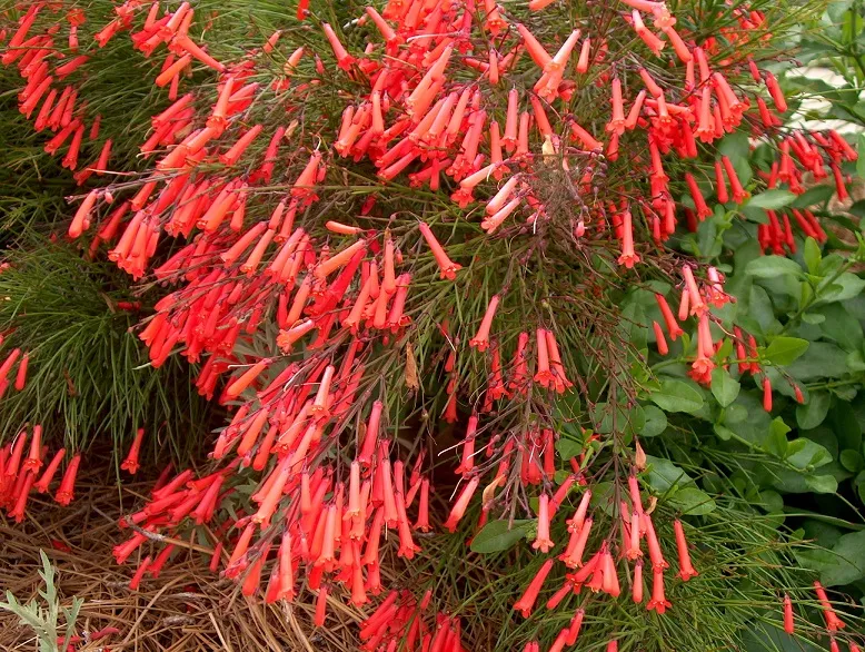گیاه فشفشه /گل مرجانی سخت/ گل روسلیا (Firecracker Bush)نام علمی: (Bouvardia ternifolia)