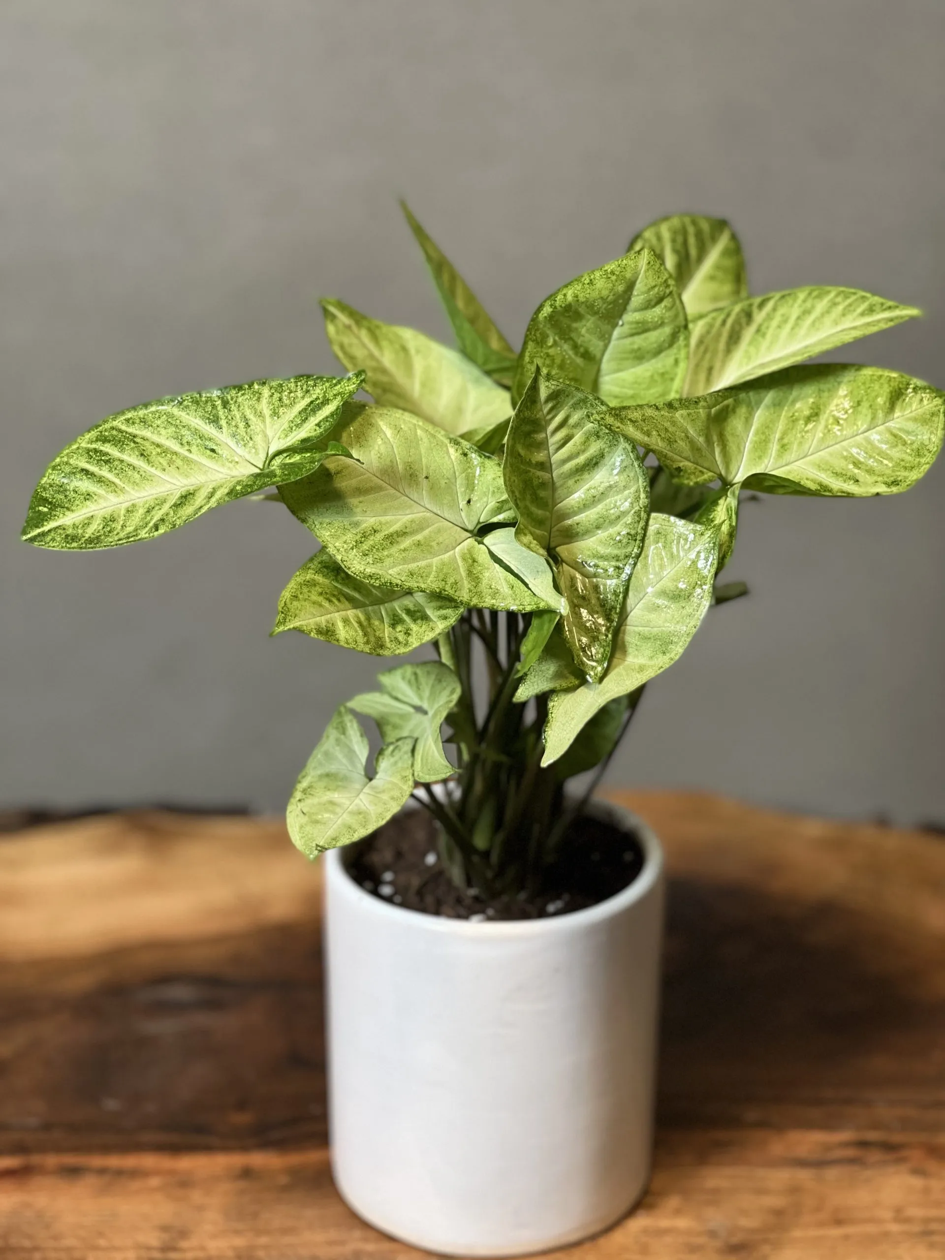 گیاه سینگونیوم (Syngonium) وفنگ شویی این گیاه مجموعه تولیدی سیدوس ,تولید کننده گلدان پلاستیکی سیدوس