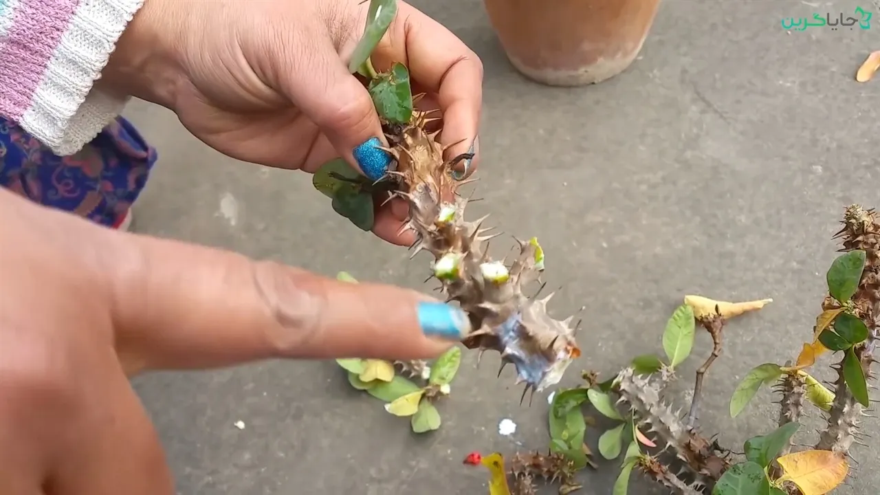 گل افوربیا میلی Euphorbia_Milii_flowers