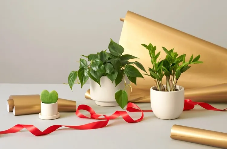 گیاهان مناسب برای هدیه به آقایانPlants suitable as gifts for men
مجموعه تولیدی سیدوس ,تولید کننده گلدان پلاستیکی سیدوس ,بیش از 120نوع, اعم از گلدان استوانه ای پلاستیکی سیدوس,گلدان الماسی پلاستیکی سیدوس,گلدان مربعی پلاستیکی,گلدان مثلثی پلاستیکی,گلدان گرد پلاستیکی ,باکس مستطیلی,در اندازه های کاکتوسی تا درختچه ای
