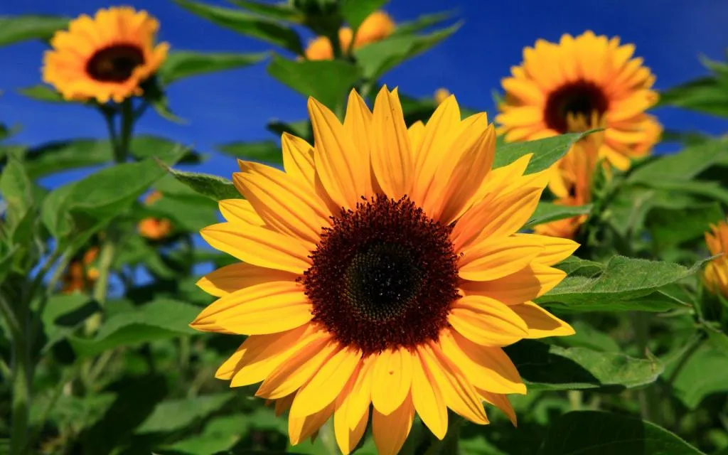 گل های نارنجی محبوب Orange flowers are popular مجموعه تولیدی سیدوس تولید کننده گلدان پلاستیکی سیدوس