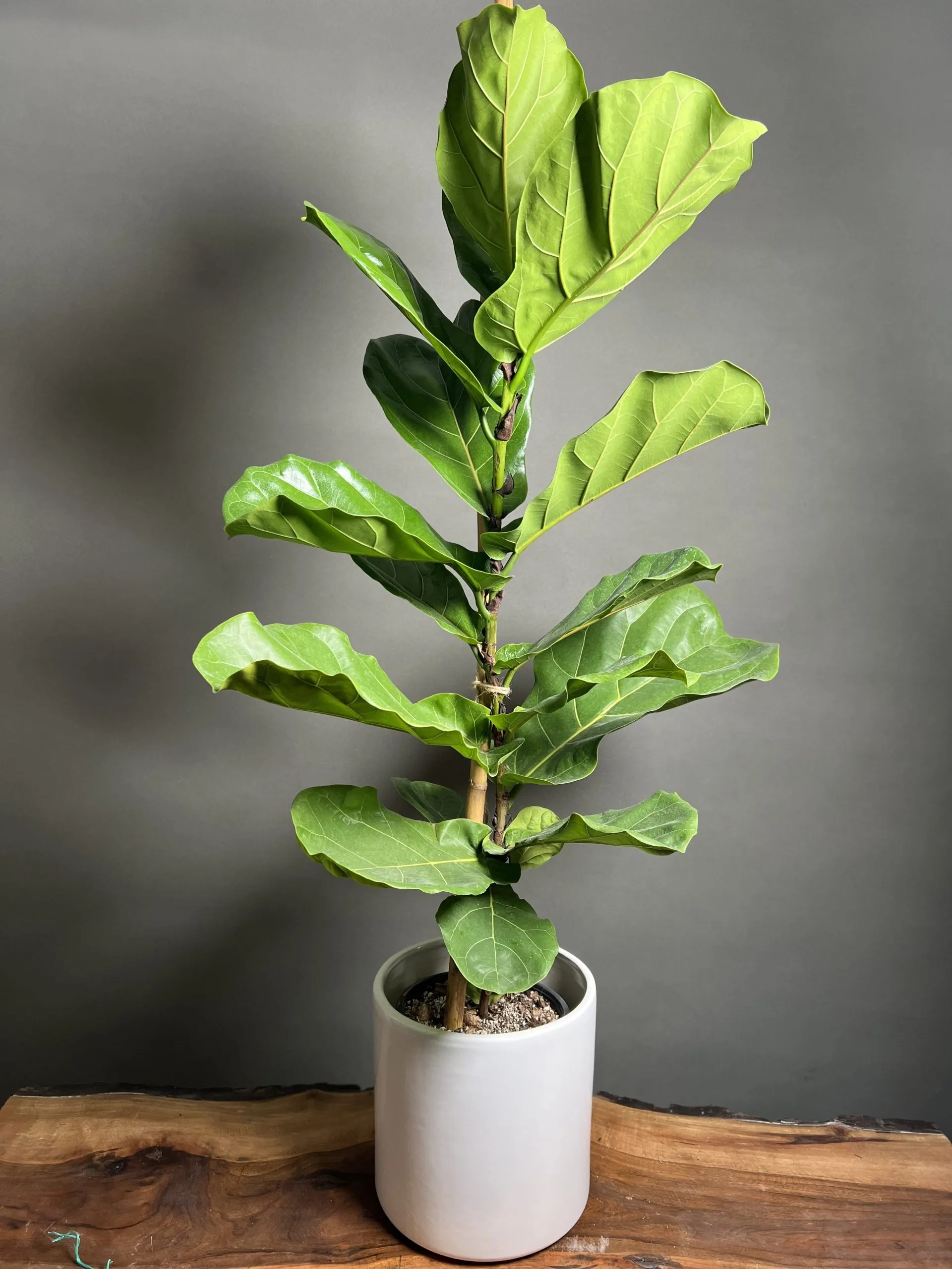درختچه های آپارتمانی در گلدان پلاستیکی سیدوسApartment shrubs in plastic pots Sidoos
مجموعه تولیدی سیدوس ,تولید کننده گلدان پلاستیکی سیدوس ,بیش از 120نوع, اعم از گلدان استوانه ای پلاستیکی سیدوس,گلدان الماسی پلاستیکی سیدوس,گلدان مربعی پلاستیکی,گلدان مثلثی پلاستیکی,گلدان گرد پلاستیکی ,باکس مستطیلی,در اندازه های کاکتوسی تا درختچه ای