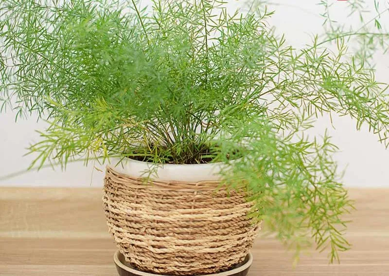  سرخس مارچوبهنام علمی: Asparagus Falcatus مجموعه تولیدی سیدوس ,تولید کننده گلدان پلاستیکی سیدوس ,بیش از 120نوع, اعم از گلدان استوانه ای پلاستیکی سیدوس,گلدان الماسی پلاستیکی سیدوس,گلدان مربعی پلاستیکی,گلدان مثلثی پلاستیکی,گلدان گرد پلاستیکی ,باکس مستطیلی,در اندازه های کاکتوسی تا درختچه ای