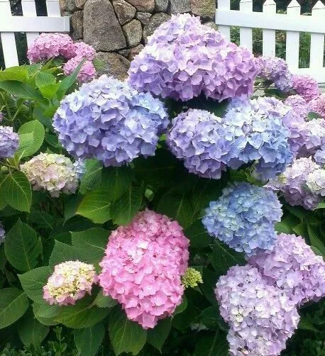 گل ادریسیا یا گل هیدرانژا (Hydrangea)نام علمی: (Hydrangea arborescens)