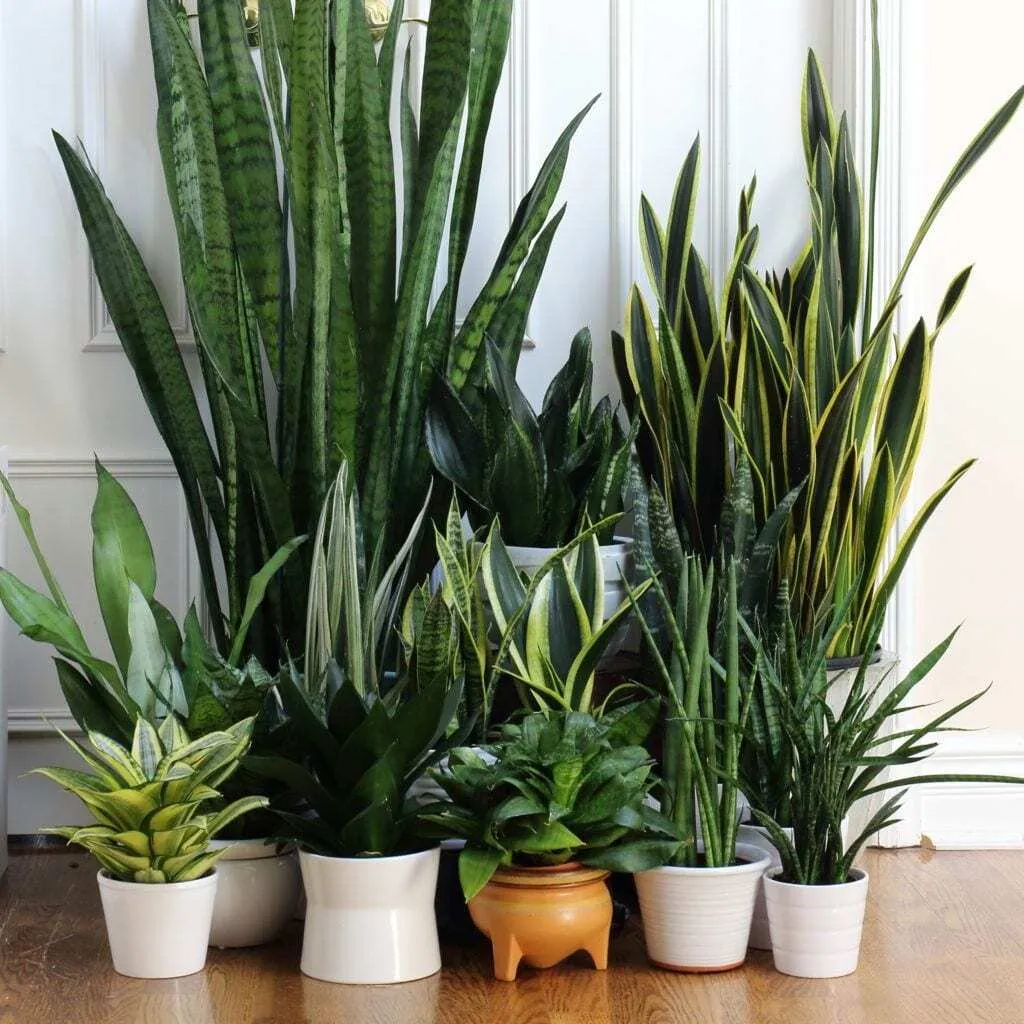 گیاهان آپارتمانی سایه دوست,Shade-loving houseplants (22 samples) مجموعه تولیدی سیدوس,تولید کننده گلدان پلاستیکی سیدوس