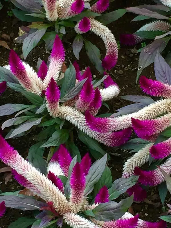 Celosia argentea Olympia Seriesتاج خروس در گلدان پلاستیکی سیدوس