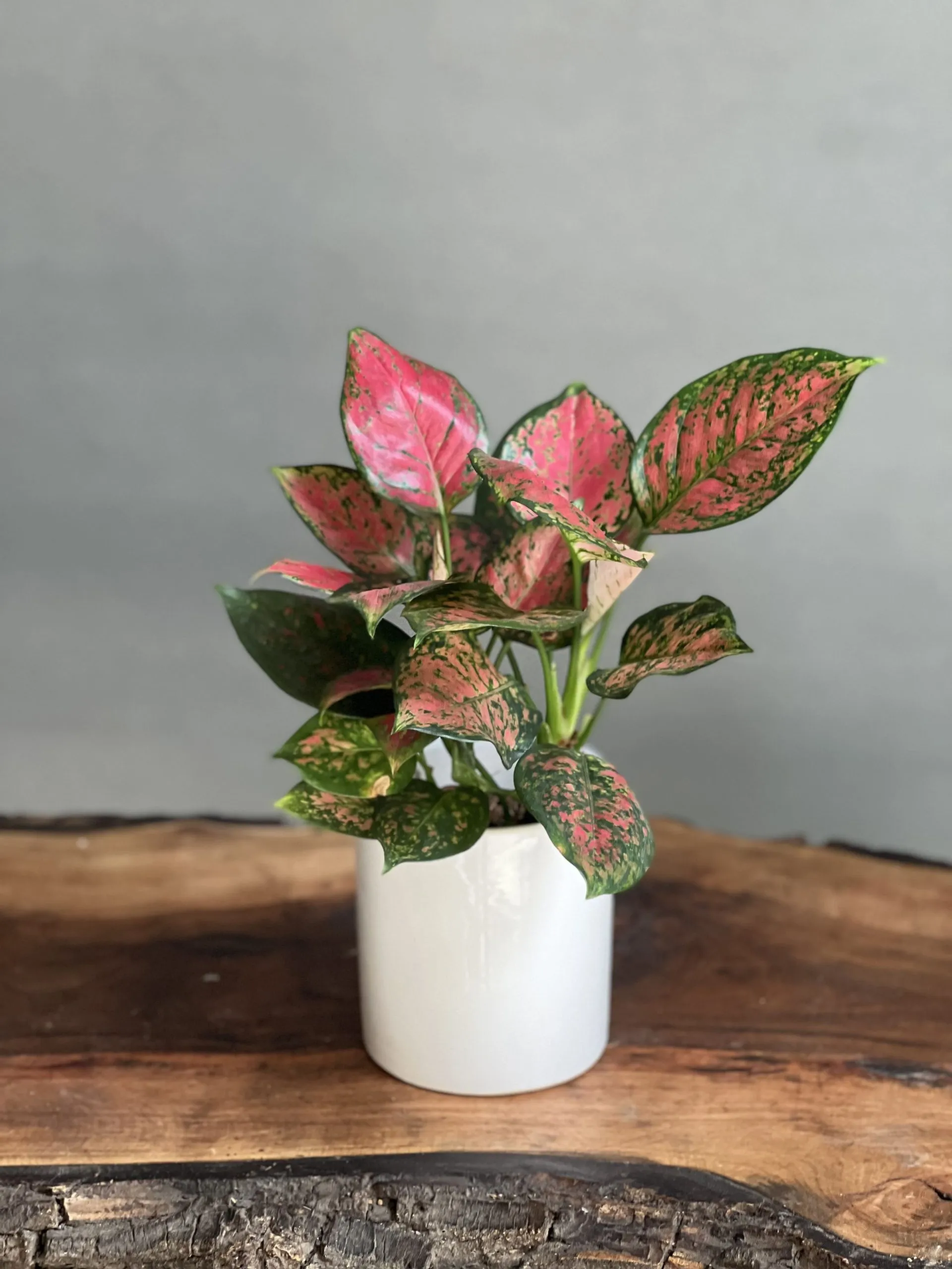 گلدان پلاستیکی استوانه ای سیدوس و گیاه آگلونما لب ماتیکیCylindrical plastic pot with aglaonema labmatica plant
گلدان پلاستیکی  Plastic pot,  plastic vase مجموعه تولیدی سیدوس ,تولید کننده گلدان پلاستیکی سیدوس ,بیش از 120نوع, اعم از گلدان استوانه ای پلاستیکی سیدوس,گلدان الماسی پلاستیکی سیدوس,گلدان مربعی پلاستیکی,گلدان مثلثی پلاستیکی,گلدان گرد پلاستیکی ,باکس مستطیلی,در اندازه های کاکتوسی تا درختچه ای