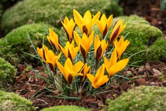 زعفران جامه طلائیCrocus angustifolius مجموعه تولیدی سیدوس,تتولید کننده گلدان پلاستیکی سیدوس,