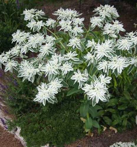 Euphorbia flower,Euphorbia گل افوربیا