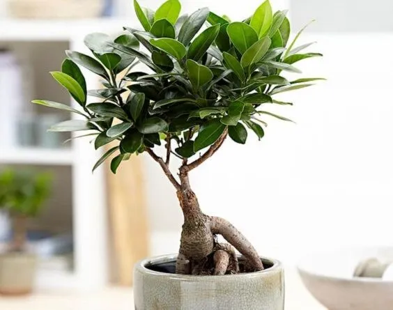 گلدان پلاستیکی گل بونسای وخواص شگفت انگیزآنPlastic bonsai flower pots and their amazing properties مجموعه تولیدی سیدوس ,تولید کننده گلدان پلاستیکی سیدوس ,بیش از 120نوع, اعم از گلدان استوانه ای پلاستیکی سیدوس,گلدان الماسی پلاستیکی سیدوس,گلدان مربعی پلاستیکی,گلدان مثلثی پلاستیکی,گلدان گرد پلاستیکی ,باکس مستطیلی,در اندازه های کاکتوسی تا درختچه ای,گلدان آجری