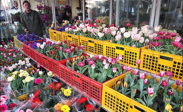 گلدان‌هایی با پیازهای بهاری