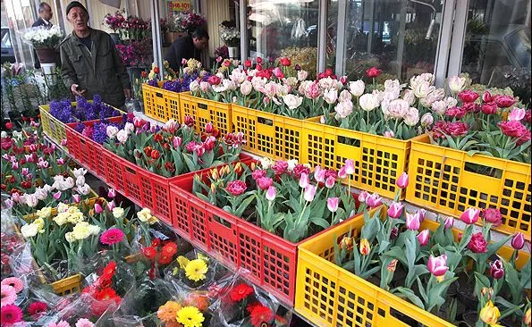 گلدان‌هایی با پیازهای بهاری