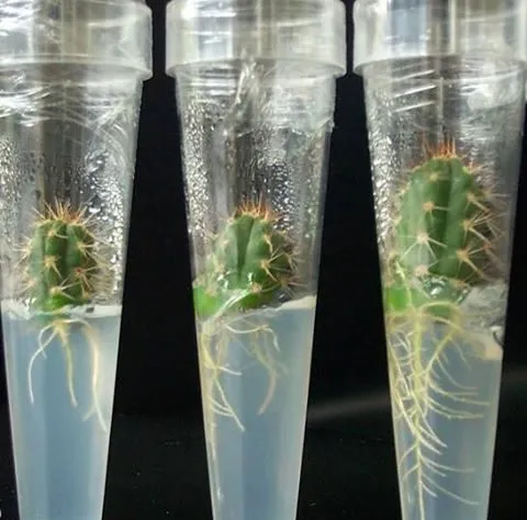 کاکتوس در کشت هیدرو پونیک Cactus in hydroponic culture مجموعه تولیدی سیدوس ,تولید کننده گلدان پلاستیکی سیدوس