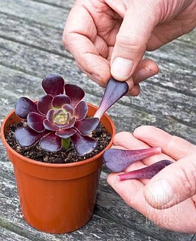 گیاه آئونیوم وراهنمای کامل نگهداری از آن Aeonium plant and a complete guide to its care گلدان پلاستیکی Plastic pot, plastic vase مجموعه تولیدی سیدوس ,تولید کننده گلدان پلاستیکی سیدوس ,بیش از 120نوع, اعم از گلدان استوانه ای پلاستیکی سیدوس,گلدان الماسی پلاستیکی سیدوس,گلدان مربعی پلاستیکی,گلدان مثلثی پلاستیکی,گلدان گرد پلاستیکی ,باکس مستطیلی,در اندازه های کاکتوسی تا درختچه ای