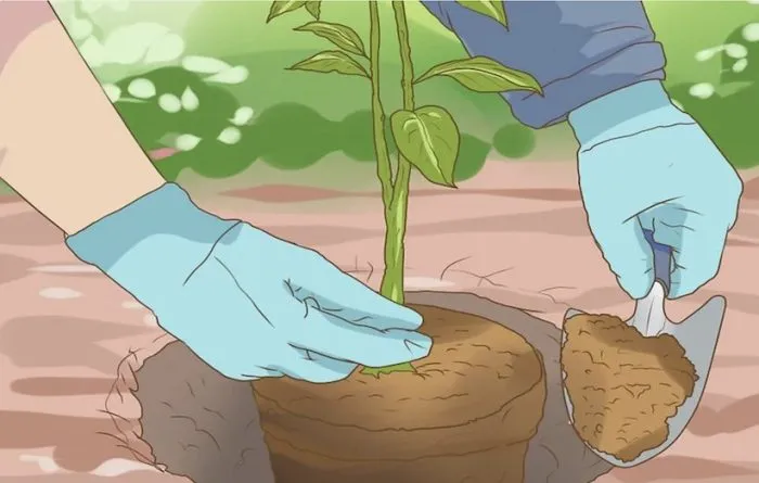 سبزه نارنجرشد نارنج از دانه
Growing oranges from seed
مجموعه تولیدی سیدوس ,تولید کننده گلدان پلاستیکی سیدوس ,بیش از 120نوع, اعم از گلدان استوانه ای پلاستیکی سیدوس,گلدان الماسی پلاستیکی سیدوس,گلدان مربعی پلاستیکی,گلدان مثلثی پلاستیکی,گلدان گرد پلاستیکی ,باکس مستطیلی,در اندازه های کاکتوسی تا درختچه ای