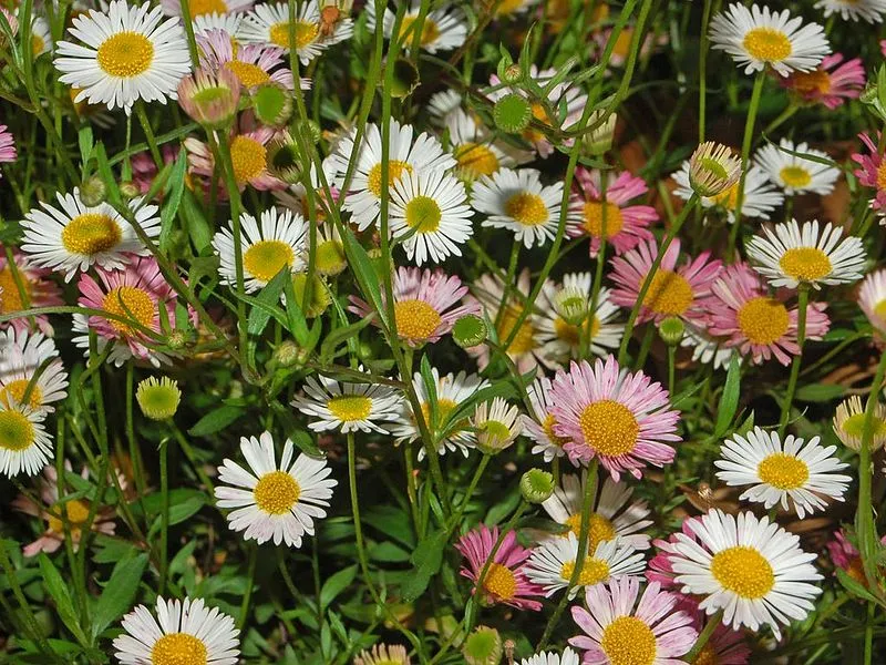 گیاه اریگرون / گل پیر بهار یا گل ستاره ساحلی (Seaside Daisy)نام علمی: (Erigeron glaucus)