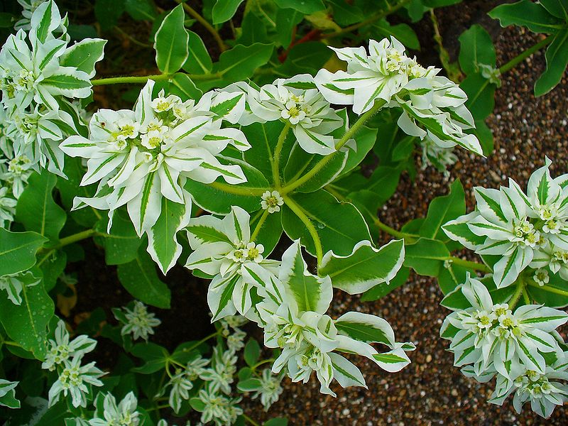 Euphorbia marginataگل افوربیا