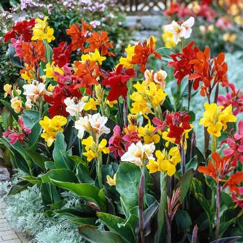 گل های بهاری وتابستانی مناسب باغچه (37گونه)Spring and summer flowers suitable for the garden (37 (species) مجموعه تولیدی سیدوس , تولید کننده گلدان های پلاستیکی سیدوس